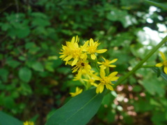 Solidago pacifica