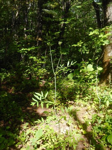 Image of Angelica czernaevia by (c) Eugene Popov, some rights reserved (CC BY)