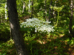 Angelica czernaevia