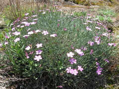 Dianthus hypanicus