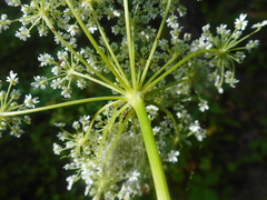 Angelica czernaevia
