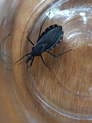 Triatoma gerstaeckeri