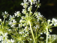 Angelica czernaevia