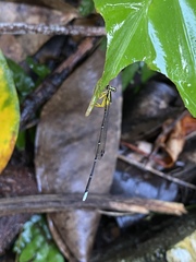 Pseudocopera ciliata