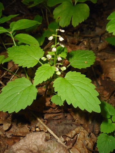 Image of Scutellaria pekinensis by (c) Eugene Popov, some rights reserved (CC BY)