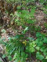Bupleurum longiradiatum