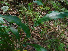 Bupleurum longiradiatum