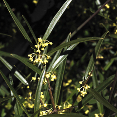 Notelaea linearis