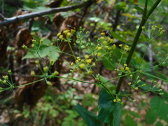 Bupleurum longiradiatum