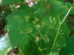 Bupleurum longiradiatum