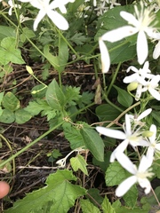 Clematis terniflora