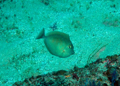 Prionurus maculatus