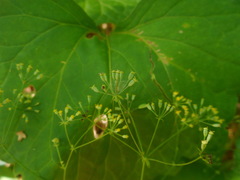 Bupleurum longiradiatum