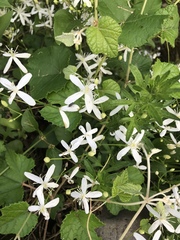 Clematis terniflora