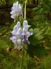 Aconitum axilliflorum