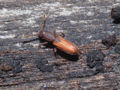 Silvanus bidentatus
