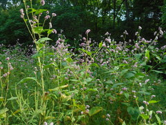 Persicaria pilosa