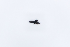 Pernis apivorus