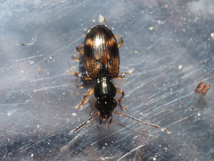 Bembidion articulatum