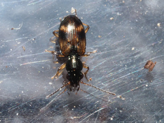 Bembidion articulatum