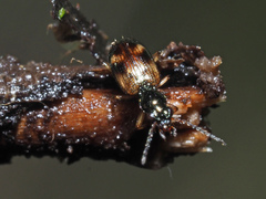 Bembidion articulatum