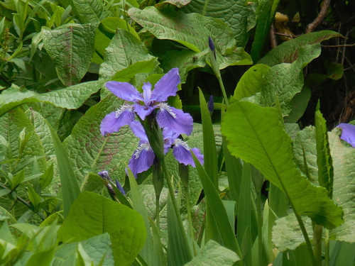 Iris tectorum