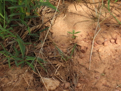 Sitana