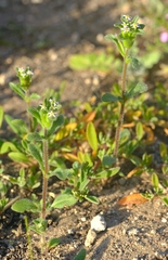Zaluzianskya gracilis