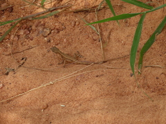 Sitana