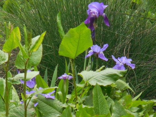Iris tectorum