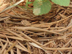 Sitana