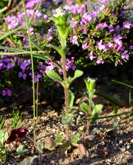 Zaluzianskya gracilis