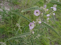 Sphaeralcea angustifolia