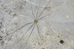 Amilenus aurantiacus