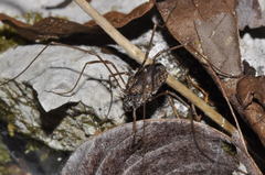 Platybunus pinetorum