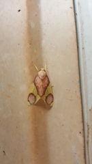 Trichromia metapyria