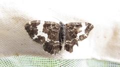 Rheumaptera hastata