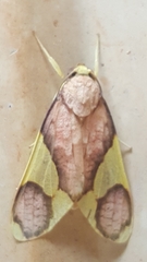 Trichromia metapyria