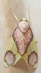 Trichromia metapyria