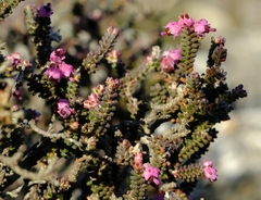 Erica sperata