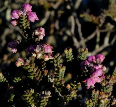 Erica sperata