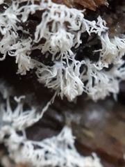 Ceratiomyxa fruticulosa fruticulosa