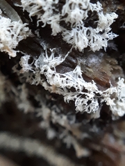 Ceratiomyxa fruticulosa fruticulosa