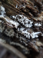 Ceratiomyxa fruticulosa fruticulosa