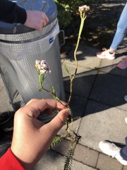 Achillea millefolium