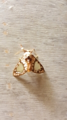 Azatrephes paradisea