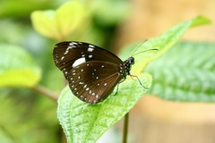 Euploea lewinii