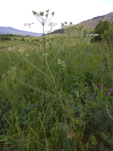 Aulacospermum