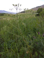 Aulacospermum anomalum