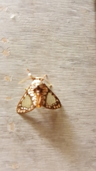 Azatrephes paradisea